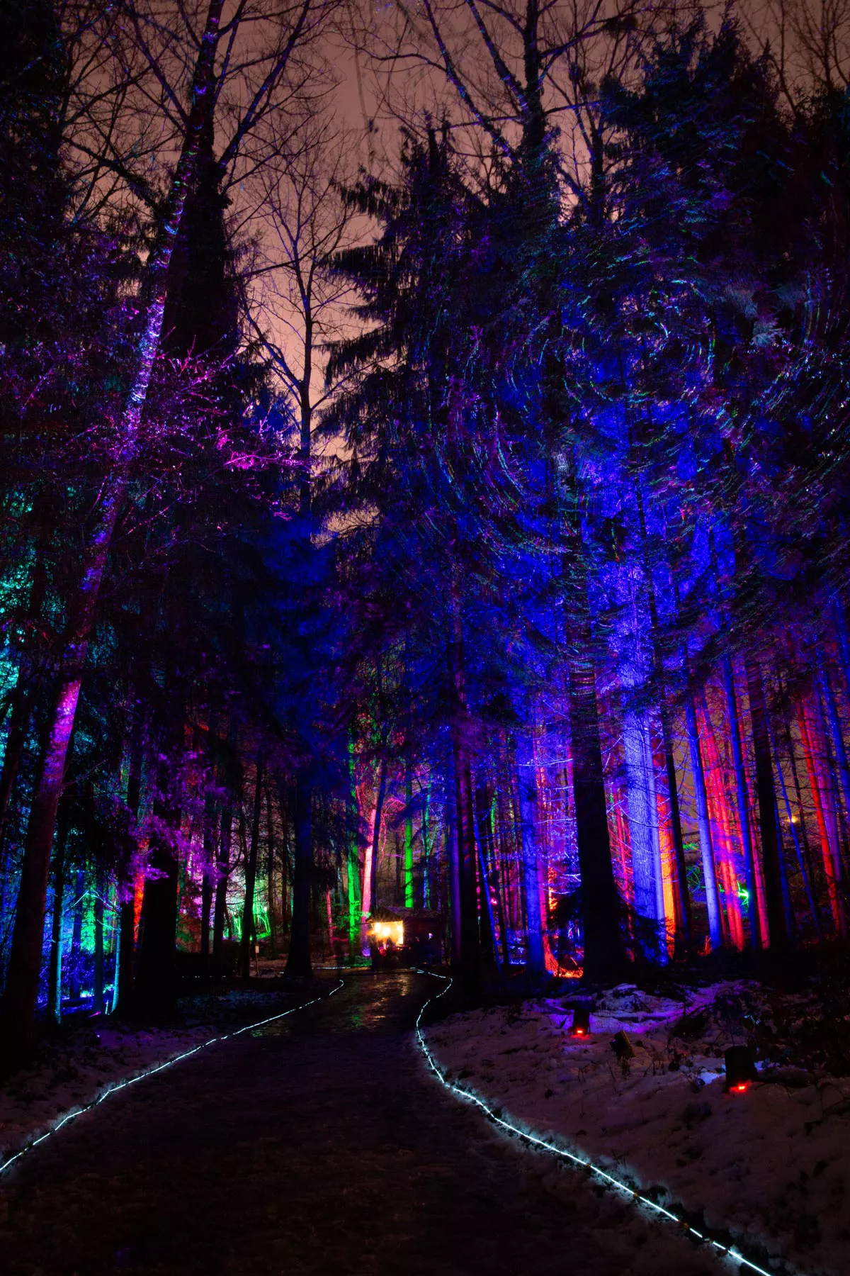 Broye Luminis, photographie de la forêt.